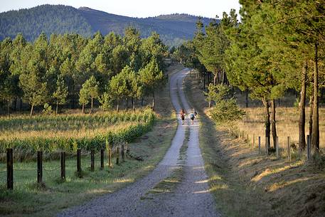 Way of St. James, Pilgrims walking from Olveiroa to Fisterra or Finisterre, Galicia, Spain, Europe
