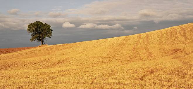 Way of St.James - Lonely tree in Mesetas