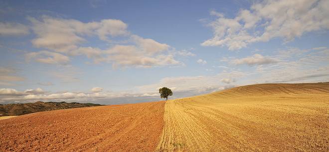 Way of St.James - Lonely tree in Mesetas Way of St.James - Lonely tree in Mesetas