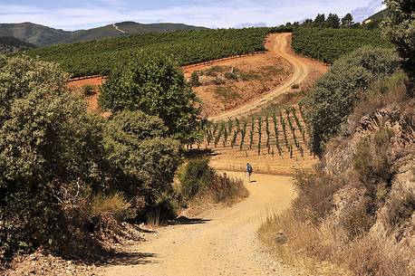 Way of St.James - Pilgrim walking to Villafranca del Bierzo Way of St.James - Pilgrim walking to Villafranca del Bierzo