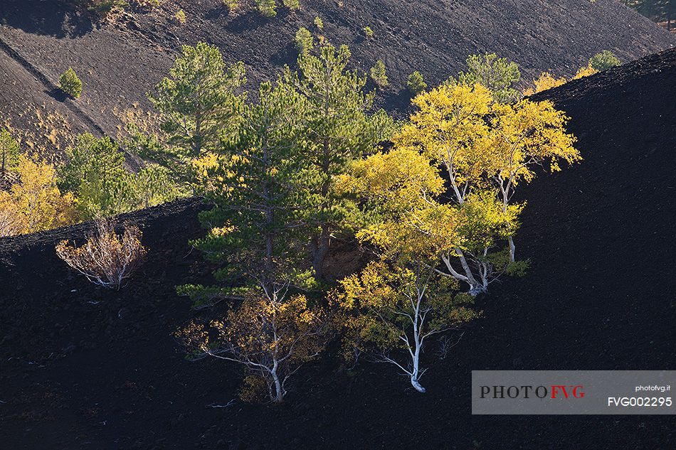 Some birches colonize the interior walls of one of  Sartorius Craters.