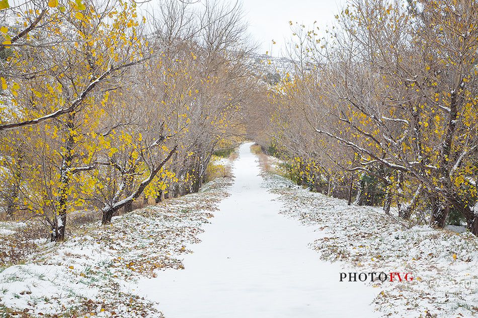 The first snow on Mount Etna at the end of autumn, on some poplars still resist the last yellow leaves.