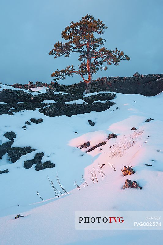 An incredible pine which grew up in the ancient lava on the southern slopes of Etna.