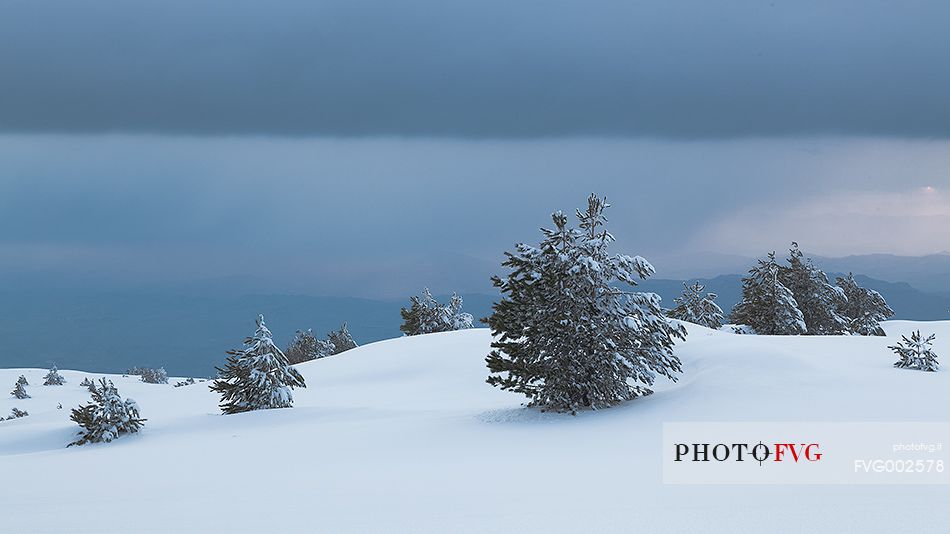 Etna south-west side, some pines among the dunes of snow