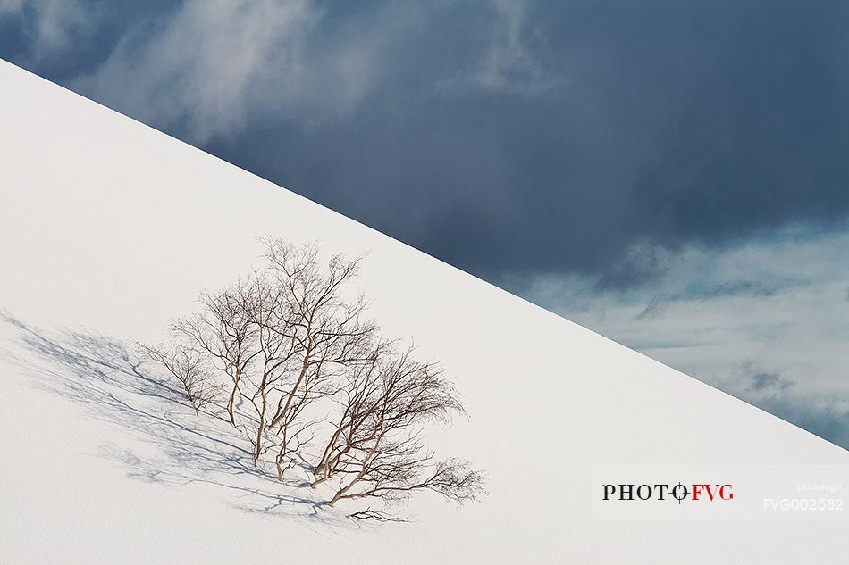 A birch almost submerged in snow along the slopes of the sartorius craters 