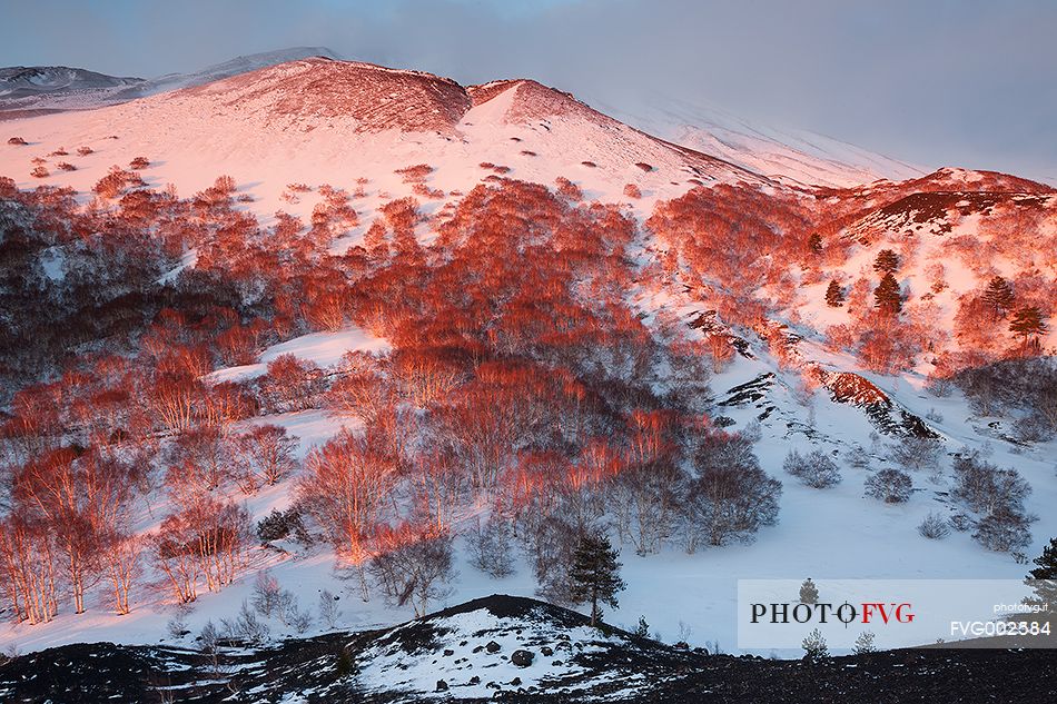 Flaming birch trees in sunrise light. In the background Mount Frumento delle Concazze