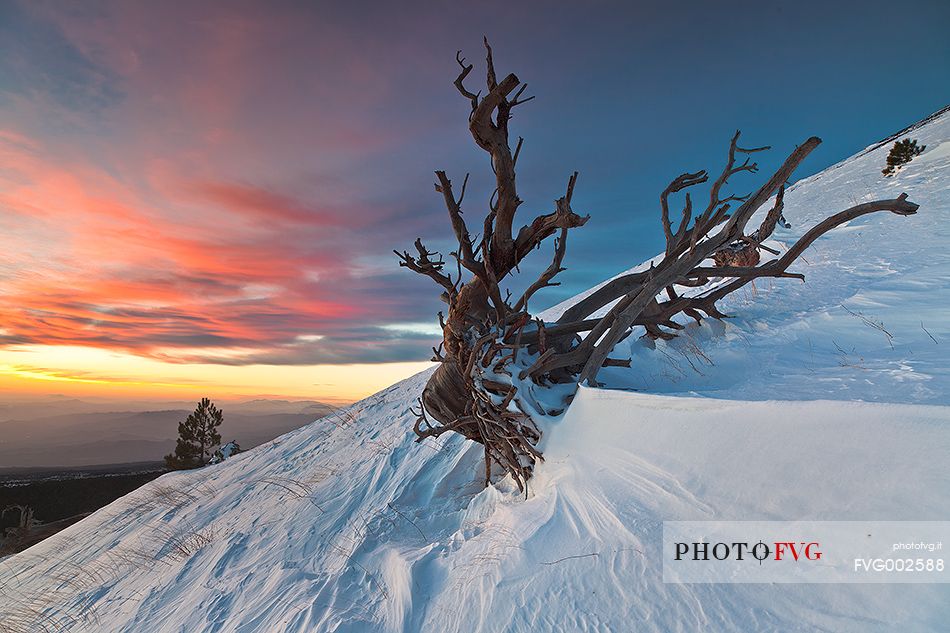 the skeleton of a pine tree on the snowy slopes of Monte Nero degli Zappini