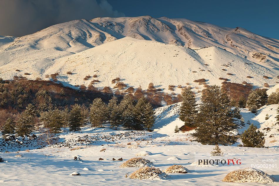 Monte Frumento delle Concazze snow-covered. In the foreground some bushes of Astragalus siculus, an endemic plant of Sicily.