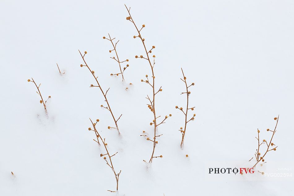 A small seedling Erysimum Etnense. Despite the appearance survives the winter in the snow.