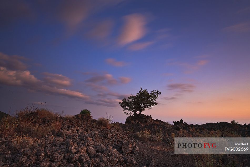 A tree between the old lava at low altitude, Etna Sud