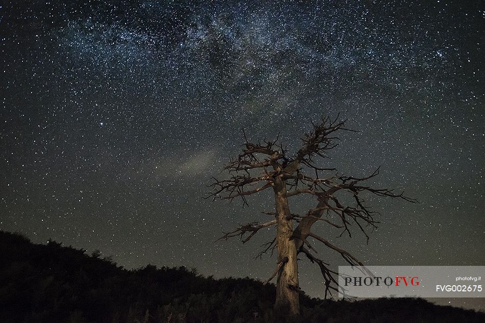 The skeleton of black pine trees in a summer night. Etna Nord, near Piano Provenzana 