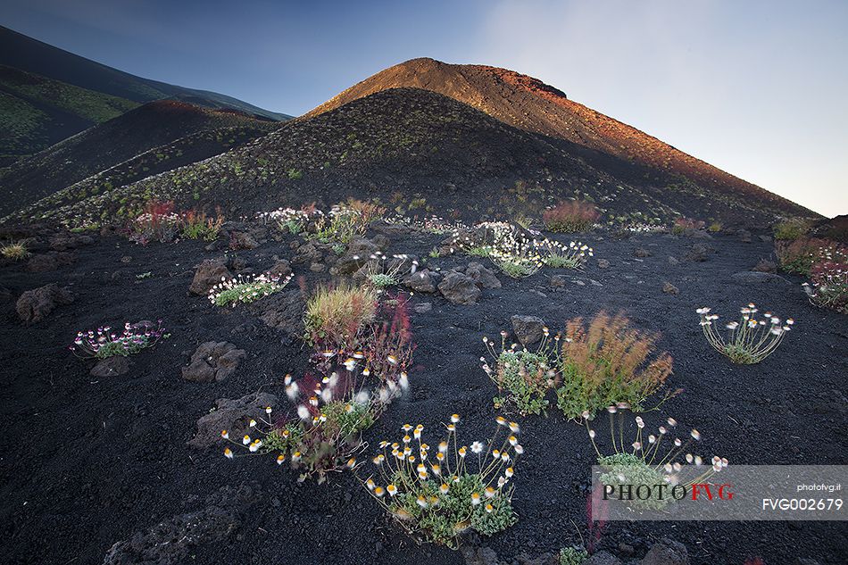 Blooming of mountain vegetation on Etna