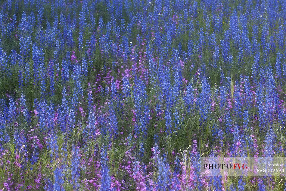 Wild Lupine bloom at Monti Rossi