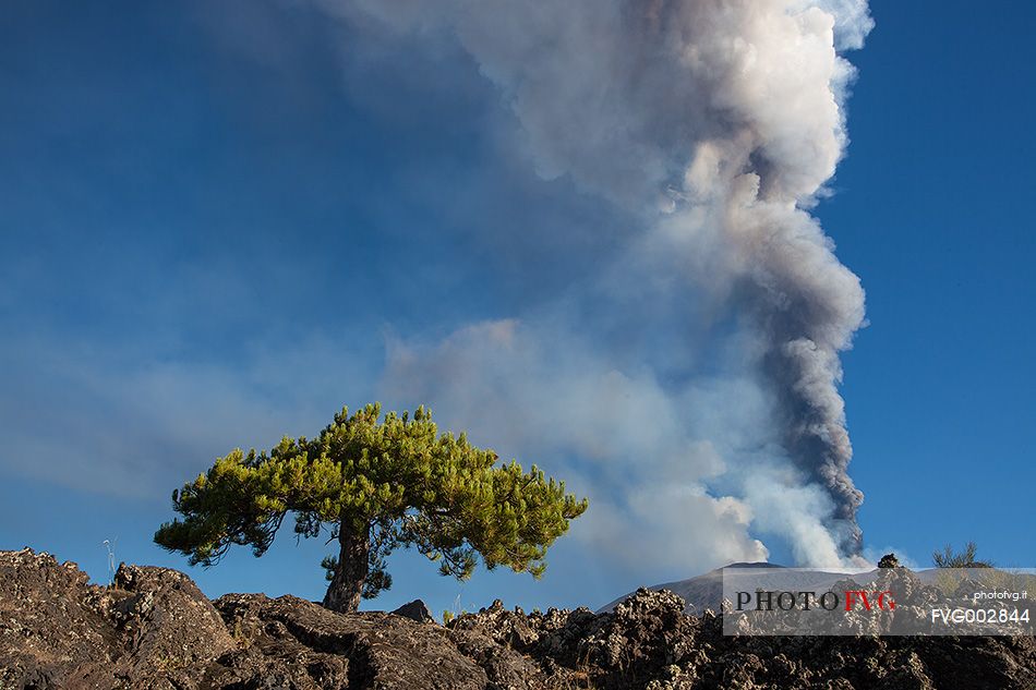 14th paroxysm of 2013 during the dual activity of the craters South East and North East, in  foreground a well-known dwarf pine