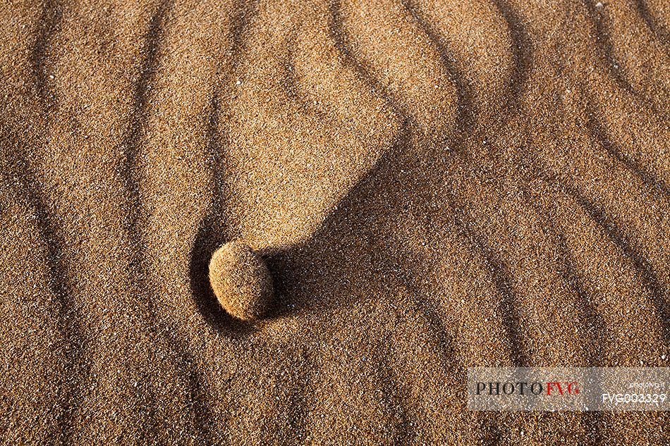 Beached root of Posidonia Oceanica