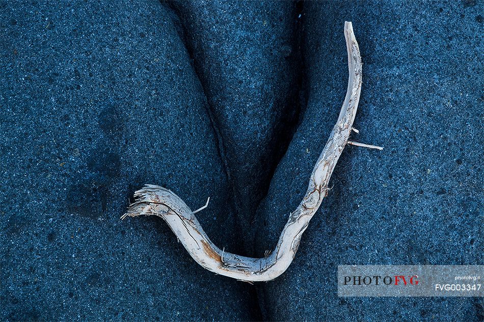 A twig brought by the currents on the cliffs of Acitrezza