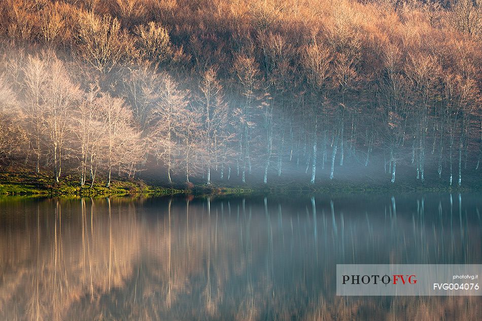 Beech trees on the shores of Lake Maulazzo in the fog