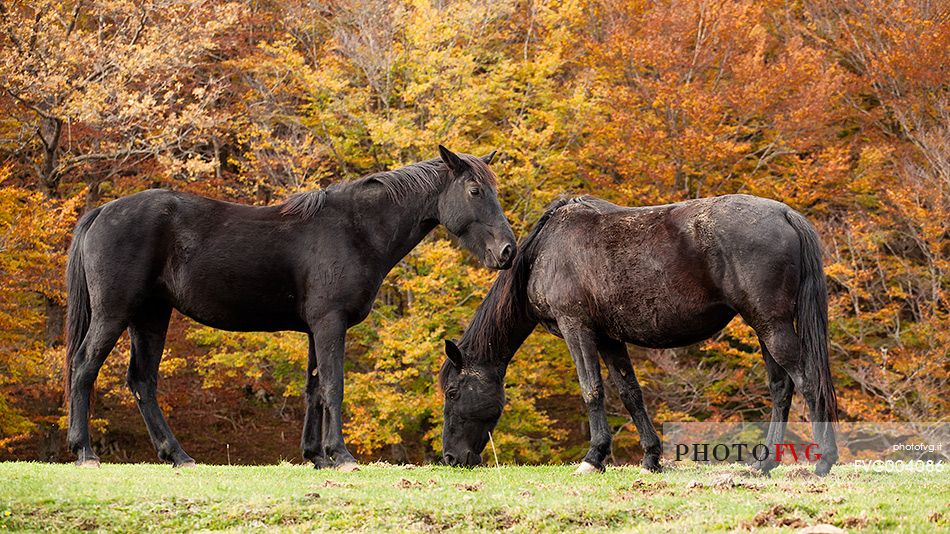 Horses grazing free