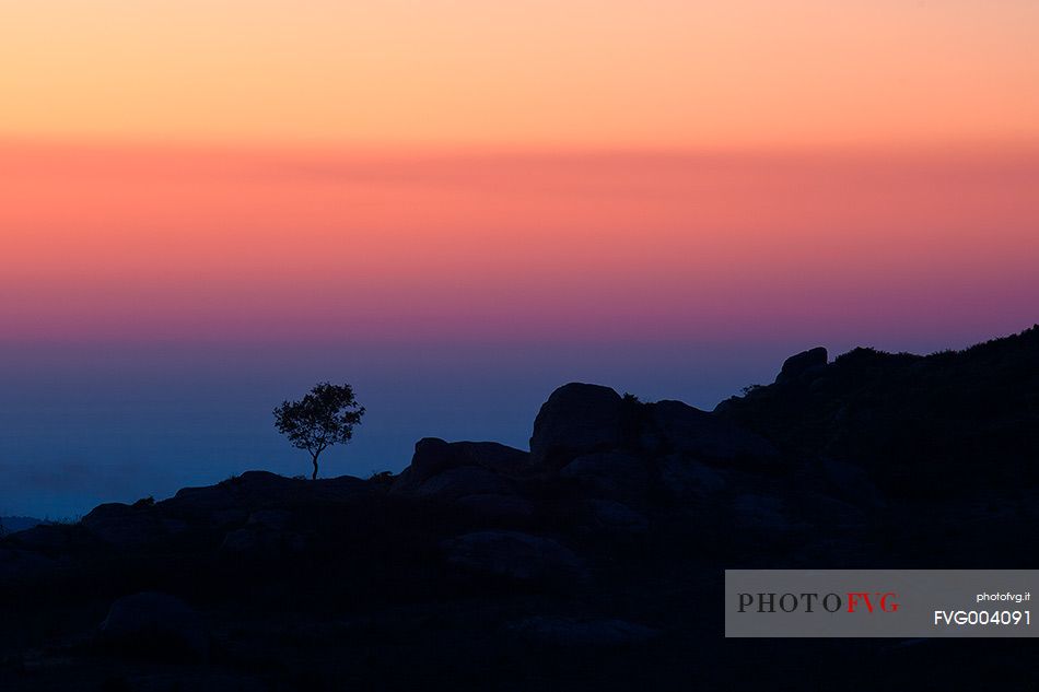 Backlit tree in the Argimusco upland