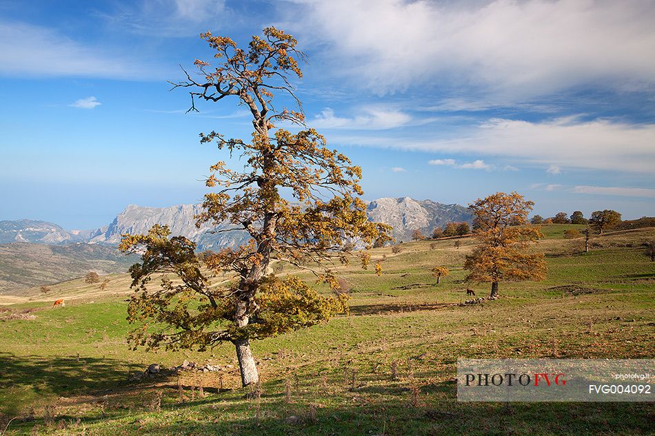 Oak trees near the lake Biviere 