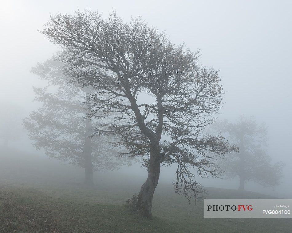 Oak trees in fog, near the lake Biviere 