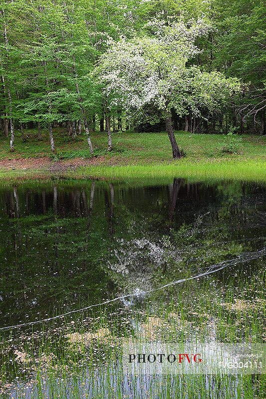 Blossoming tree near a pond