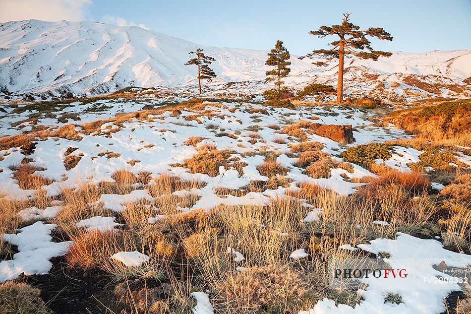 Tenacious pines grew up among the lava rocks around 2000m.