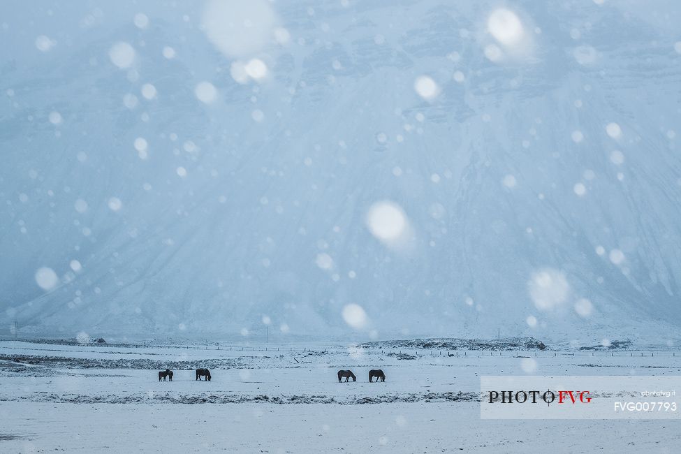 Horses grazing in a snowstorm near Hofn