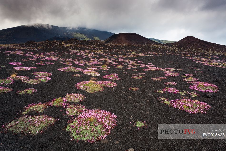 Flowering of Saponaria Aetnensis, in the background the crater originated during the 2001 eruption