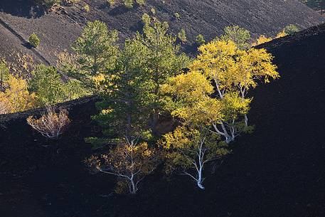 Some birches colonize the interior walls of one of  Sartorius Craters.