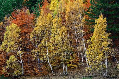 A mix of autumn colors including beech, birch and pine trees.