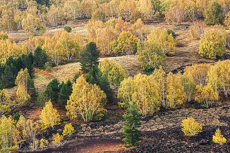Birches in autumn near Rifugio Citelli