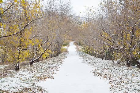 The first snow on Mount Etna at the end of autumn, on some poplars still resist the last yellow leaves.