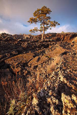 An incredible pine which grew up in the ancient lava on the southern slopes of Etna.