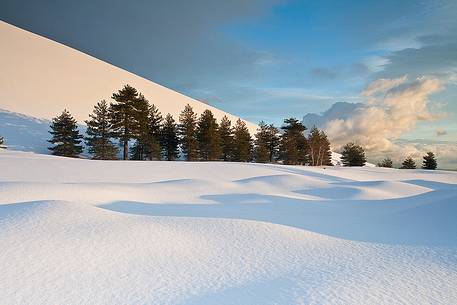 Trees at the base of Sartorius crater after a heavy snowfall occurred a few days before.