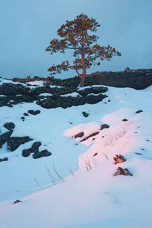 An incredible pine which grew up in the ancient lava on the southern slopes of Etna.