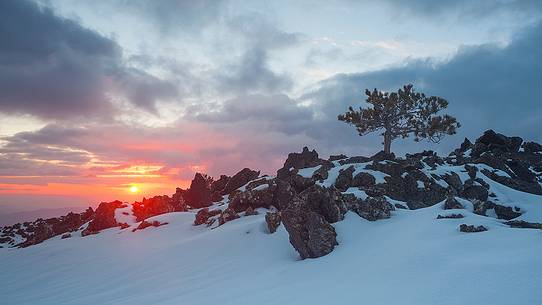 An little pine which grew up in the ancient lava on the western slopes of Etna. An little pine which grew up in the ancient lava on the western slopes of Etna.