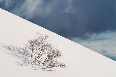 A birch almost submerged in snow along the slopes of the sartorius craters 