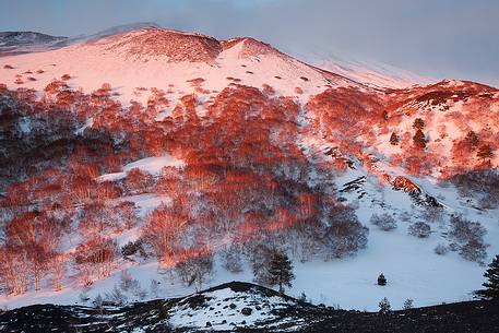 Flaming birch trees in sunrise light. In the background Mount Frumento delle Concazze