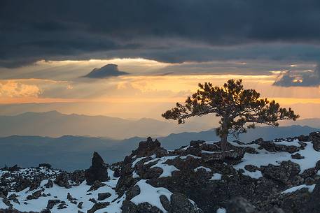 An little pine which grew up in the ancient lava on the western slopes of Etna. An little pine which grew up in the ancient lava on the western slopes of Etna.