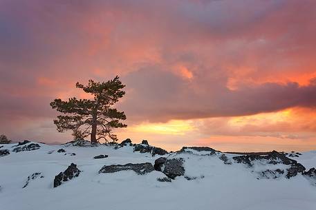 An pine grew up in the ancient lava on the estern slopes of Etna.