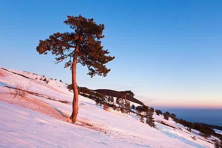 Etna beyond 2000m altitude, one of the pines at high altitude in the west side Etna beyond 2000m altitude, one of the pines at high altitude in the west side