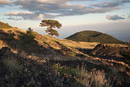 A black pine trees on the slopes of Monte Nero degli Zappini, in the background the crater of Mount Vetore A black pine trees on the slopes of Monte Nero degli Zappini, in the background the crater of Mount Vetore