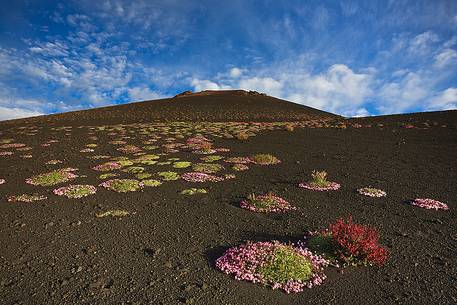 Flowering of Saponaria Aetnensis, in proximity of Silvestri Craters.