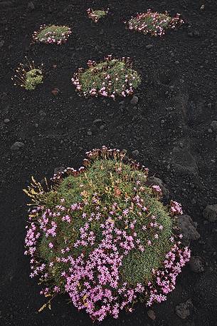Flowering of Saponaria Aetnensis, in proximity of Calcarazzi Craters. Flowering of Saponaria Aetnensis, in proximity of Calcarazzi Craters.