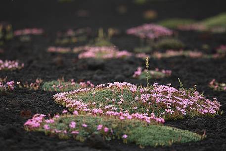 Flowering of Saponaria Aetnensis, in proximity of Calcarazzi Craters. Flowering of Saponaria Aetnensis, in proximity of Calcarazzi Craters.