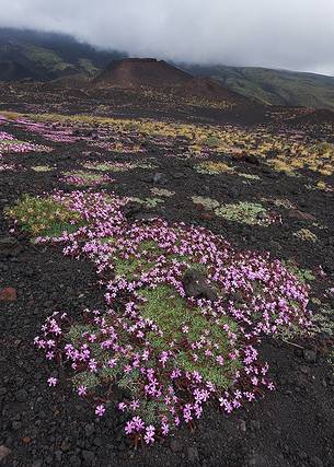 Flowering of Saponaria Aetnensis, in the background the Calcarazzi Craters . Flowering of Saponaria Aetnensis, in the background the Calcarazzi Craters .