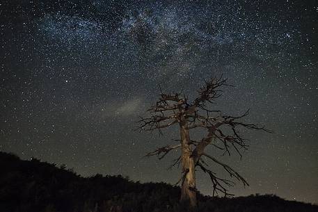 The skeleton of black pine trees in a summer night. Etna Nord, near Piano Provenzana The skeleton of black pine trees in a summer night. Etna Nord, near Piano Provenzana