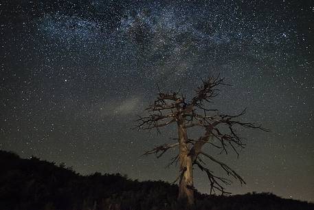 The skeleton of black pine trees in a summer night. Etna Nord, near Piano Provenzana 