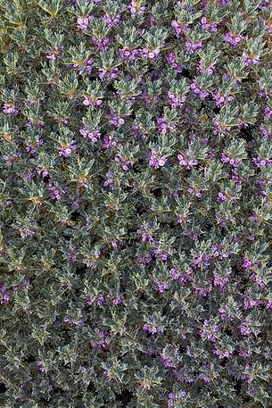 Sicilian Astragalus bloom on Calcarazzi Mount